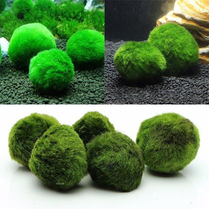Phụ Kiện Terrarium Tảo marimo xanh 4cm, trang trí bể cá, tạo cảnh quan sinh thái (TBS-53)